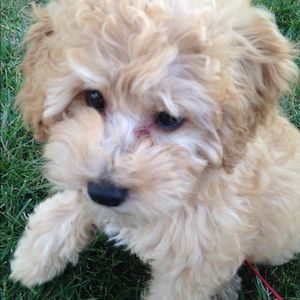 Meet your Posher, Cara